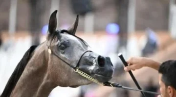 حائل تشهد إقبالًا متزايدًا على فعاليات سباقات ميدان الفروسية ويعزز النشاط الرياضي المحلي 1